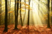 Картина, постер, плакат, фотообои "beautiful sunshine in autumn forest at morning", артикул 216693940