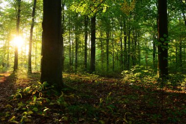güzel sabah güneş sonbahar orman ile