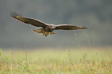 Bayağı şahin doğal ortamlarında görünümünü kapat