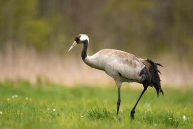 Bayağı turna doğal ortamlarında görünümünü kapat