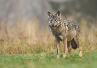 Gri kurt doğal ortamlarında görünümünü kapat