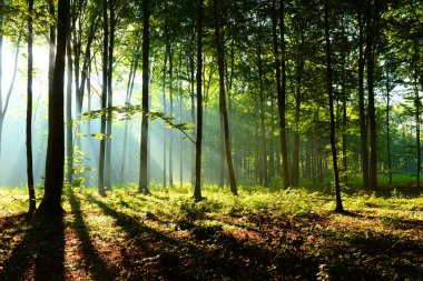 çok güzel bir sabah güneş sonbahar ormandaki