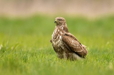 Bayağı şahin doğal ortamlarında görünümünü kapat