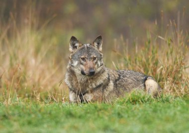 Gri kurt doğal ortamlarında görünümünü kapat