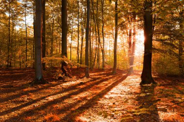 Sabah sonbahar ormandaki güzel güneş