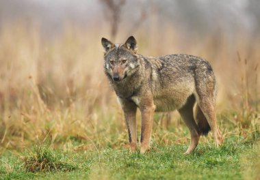 Gri kurt doğal ortamlarında görünümünü kapat
