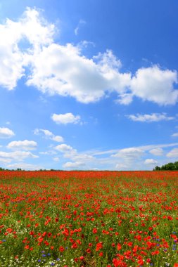 güzel yaz yatay, haşhaş alanları