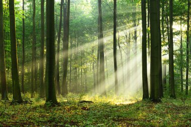 çok güzel bir sabah güneş sonbahar ormandaki
