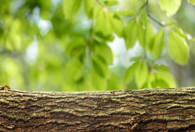 Ürün için ahşap günlük arka plan görüntülemek montages