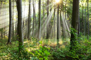 güzel sabah güneş sonbahar orman ile