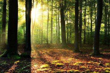 güzel sabah güneş sonbahar orman ile