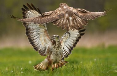 Two fighting common buzzards  clipart