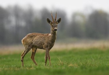 Roe deer in natural habitat  clipart