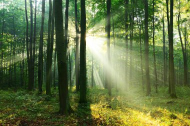 çok güzel bir sabah güneş sonbahar ormandaki