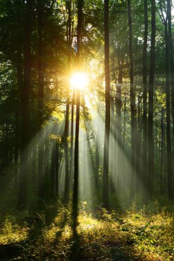 güzel sabah güneş sonbahar orman ile