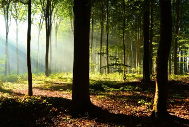 çok güzel bir sabah güneş sonbahar ormandaki