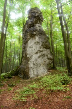 Yeşil orman içinde yalnız kaya