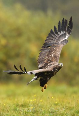 Beyaz kuyruklu kartal doğal ortamlarında