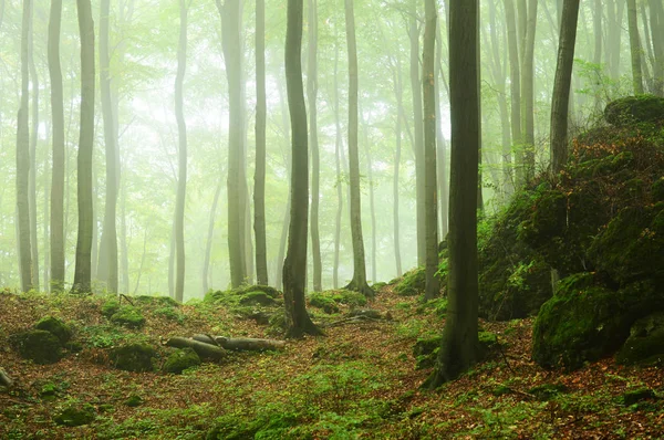 Beautiful Misty Autumn Forest Morning — Stock Photo, Image