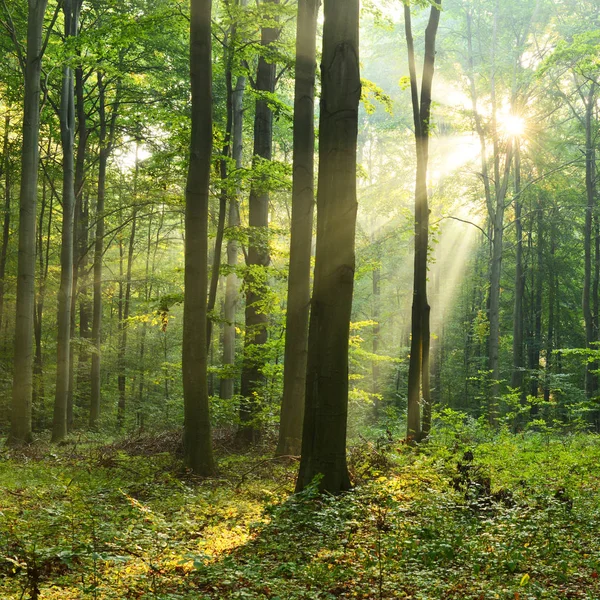 Mooie Ochtend Met Zon Herfst Bos — Stockfoto