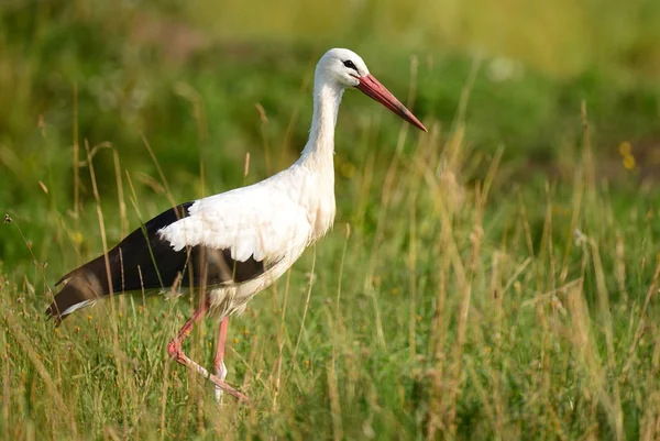 Ciconia Ciconia — 图库照片