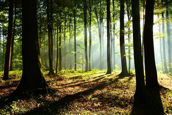 秋の森の美しい朝の木漏れ日 — ストック写真