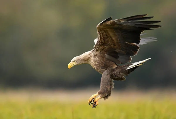 Seeadler Natürlichem Lebensraum — Stockfoto