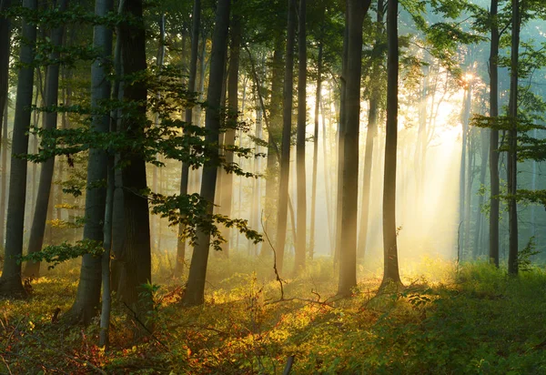 Schöner Sonnenschein Herbstwald Morgen — Stockfoto