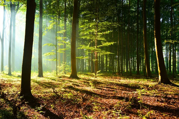 Raze Frumoase Soare Dimineață Pădurea Toamnă — Fotografie, imagine de stoc