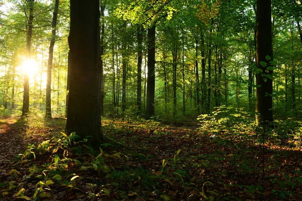 Bela Manhã Com Sol Floresta Outono — Fotografia de Stock