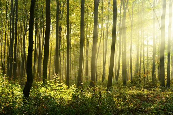 Güzel Sabah Güneş Sonbahar Orman Ile — Stok fotoğraf