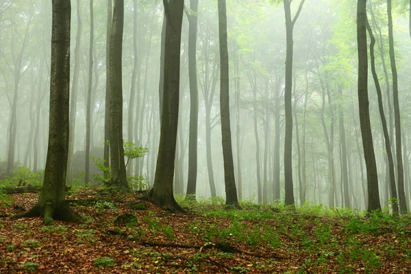 Beautiful Misty Autumn Forest Morning — Stock Photo, Image