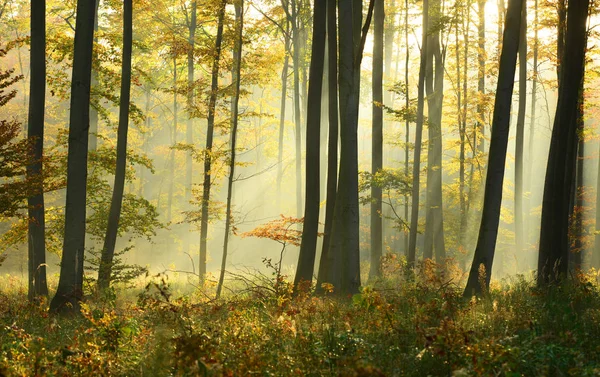 Bella Mattina Con Sole Nella Foresta Autunnale — Foto Stock