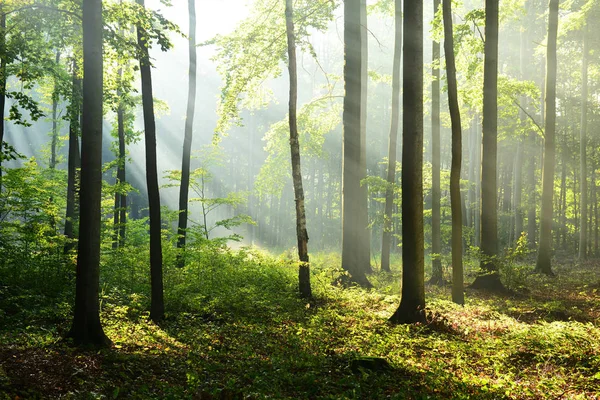 Vacker Morgon Med Solsken Höst Skog — Stockfoto