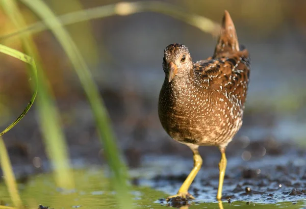 Spotted Crake Porzana Porzana — Stock Photo, Image