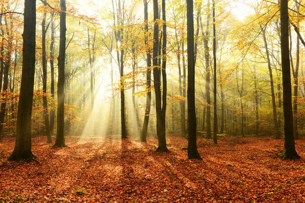 Belle Matinée Avec Soleil Dans Forêt Automne — Photo