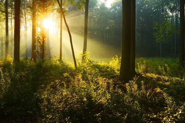 Bella Mattina Con Sole Nella Foresta Autunnale — Foto Stock