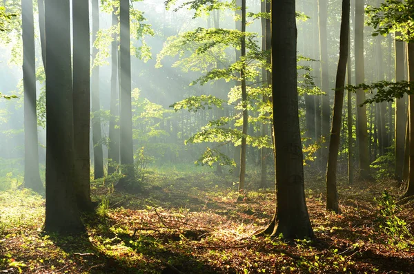 Beautiful Morning Sunshine Autumn Forest — Stock Photo, Image