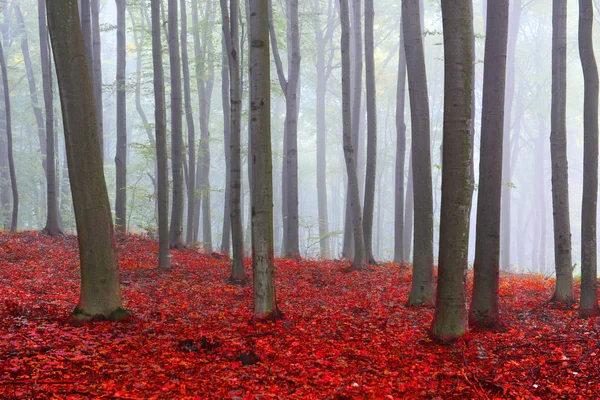 Forêt Couverte Brouillards — Photo
