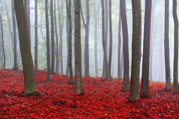 Forest covered with mists