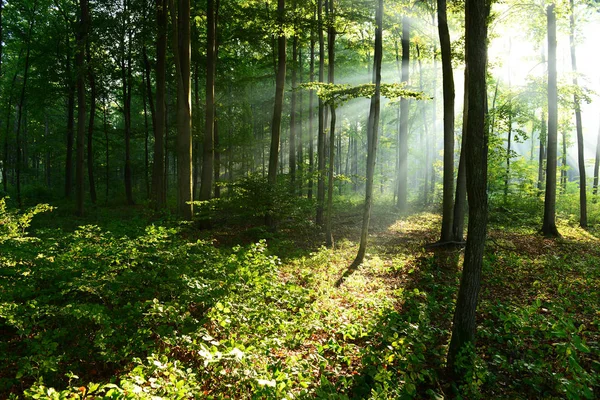 美丽的早晨与阳光在秋天森林里 — 图库照片