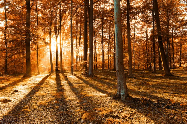 Bela Luz Sol Floresta Outono Pela Manhã — Fotografia de Stock