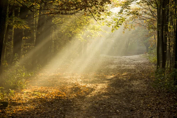 Schöner Sonnenschein Herbstwald Morgen — Stockfoto