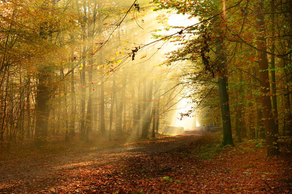 Beautiful sunshine in autumn forest at morning