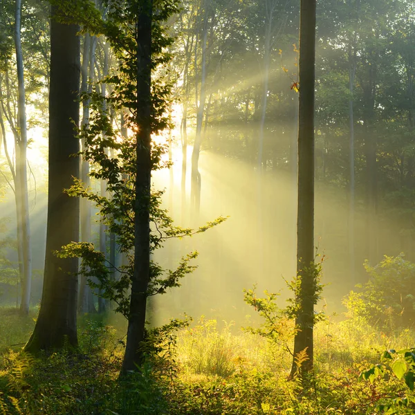 Красиві Ранкові Промені Сонця Осінньому Лісі — стокове фото