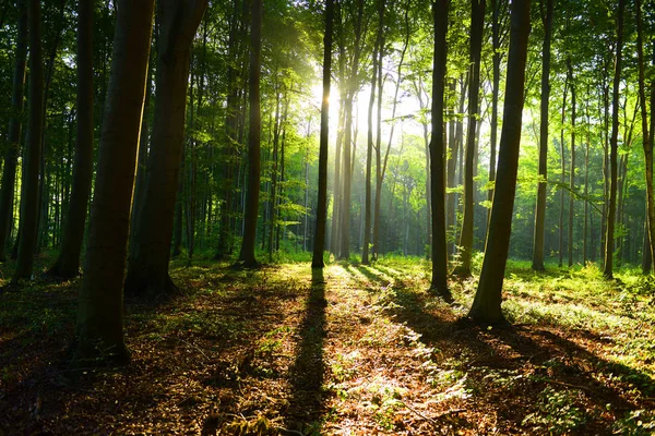 Belle Matinée Avec Soleil Dans Forêt Automne — Photo