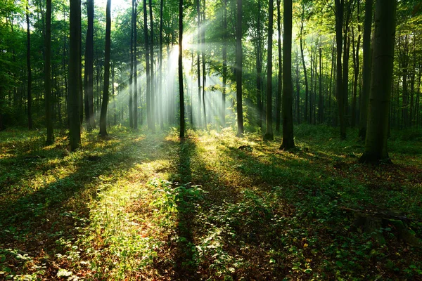 Belos Raios Sol Manhã Floresta Outono — Fotografia de Stock