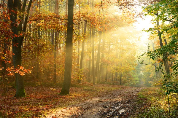 Солнечный Свет Осеннем Лесу Утрам — стоковое фото