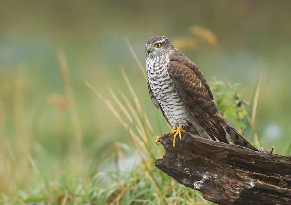 Vista Perto Euarsian Sarrowhawk Habitat Natural — Fotografia de Stock