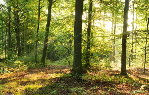 Piękny Poranek Promieniach Słońca Jesienny Las — Zdjęcie stockowe